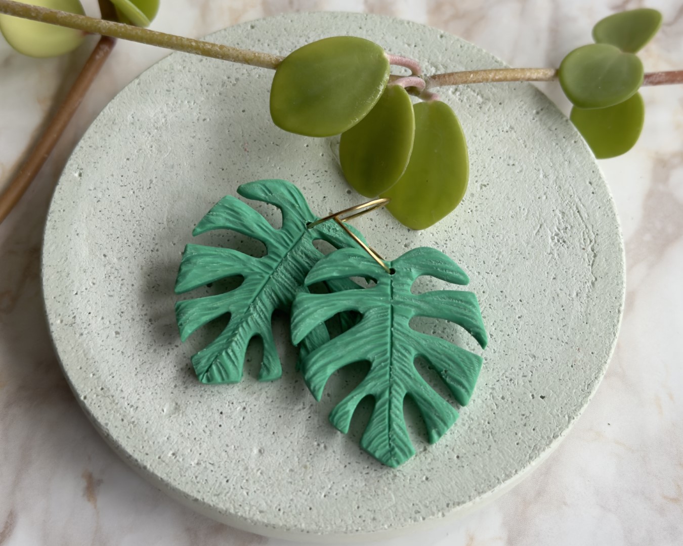 Cercei rotunzi, Frunza Monstera, Monsteria