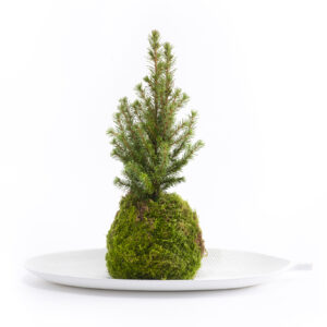 Kokedama Picea glauca Un pin decorativ care se poate planta in exterior după trecerea sărbătorilor. Nu necesită alt ghiveci. Se amplasează pe un suport în care se pune apă la interval de 5 zile. Înălțime minimă 30 cm